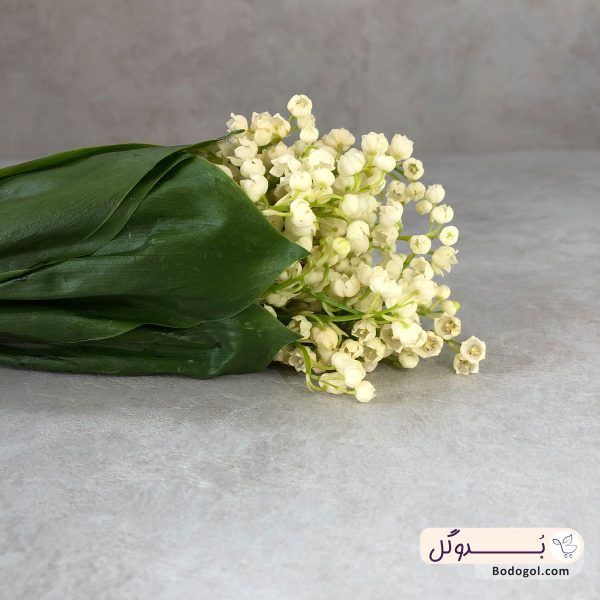 قیمت گل موگه (زنبق دره یا گل برف)
