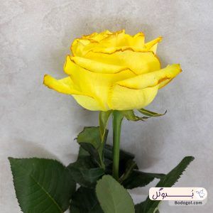 گل رز هلندی رنگ زرد از نمای نزدیک
