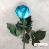 گل رز هلندی رنگ آبی کویین