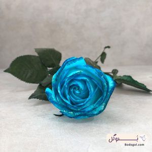 گل رز هلندی رنگ آبی کویین با کیفیت