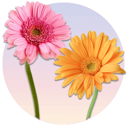 محصولات: گل های ژربرا