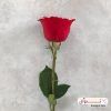گل رز ایرانی رنگ قرمز