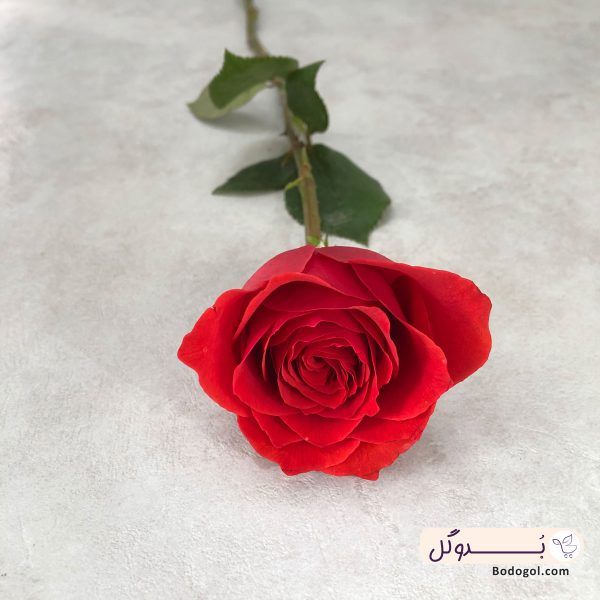 گل رز ایرانی رنگ قرمز از نمای نزدیک