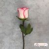گل رز هلندی رنگ جومولیا