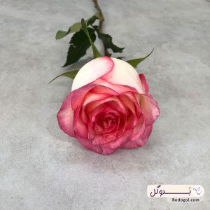 گل رز هلندی رنگ لب ناتیکی