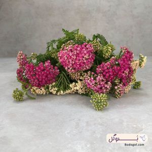 خرید گل آچیلا الوان از نمای نزدیک