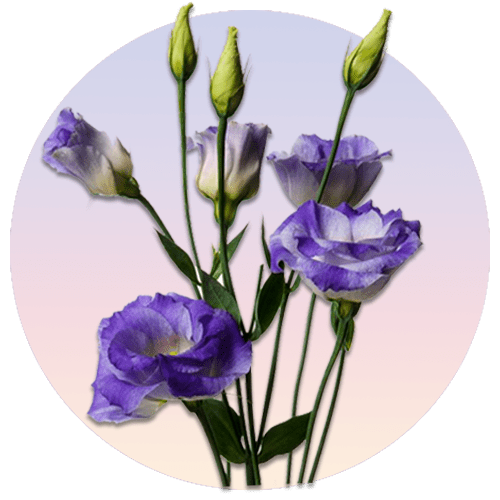 محصولات: گل های لیسیانتوس