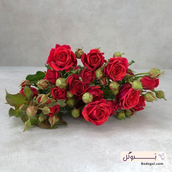 گل رز مینیاتوری رنگ قرمز از نمای نزدیک