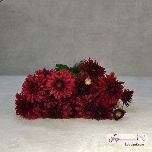خرید گل داوودی خوشه ای رنگ قرمز از نمای نزدیک