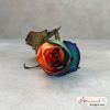 گل رز هلندی هفت رنگ از نمای روبه رو