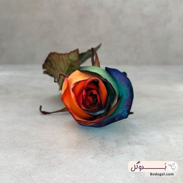 گل رز هلندی هفت رنگ از نمای روبه رو