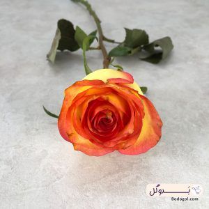 گل رز هلندی آتوپیا پرتغالی از نمای نزدیک