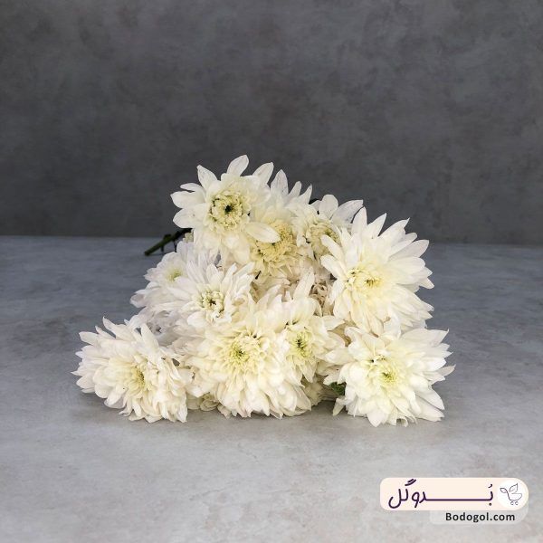 خرید گل داوودی شاخه ای رنگ سفید از نمای نزدیک