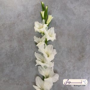 گل گلایل رنگ سفید