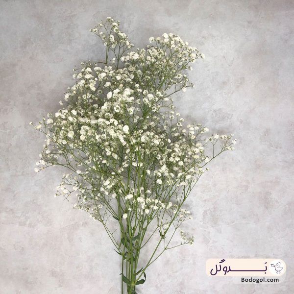 گل عروس یا ژیپسوفیلا رنگ سفید