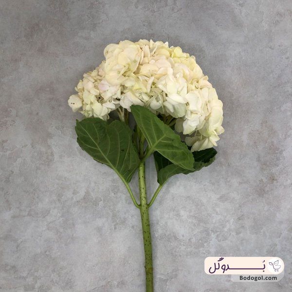 گل هورتانسیا یا هورتانزیا رنگ سفید