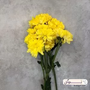 گل داوودی خوشه ای رنگ زرد