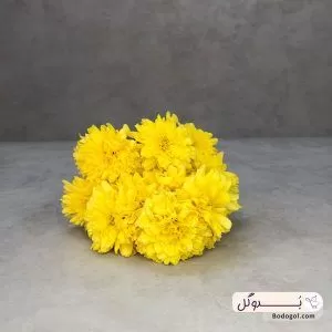 خرید گل داوودی خوشه ای رنگ زرد از نمای نزدیک